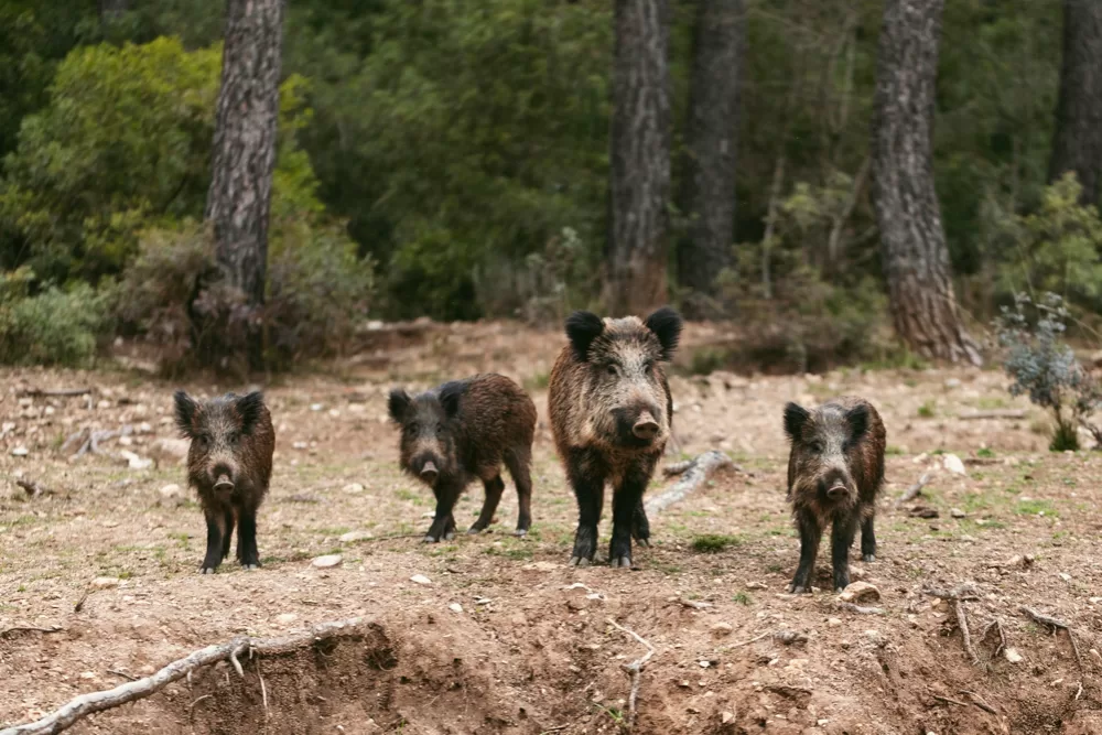Καλύπτει η ασφάλεια αυτοκινήτου ατύχημα με αγριογούρουνο;